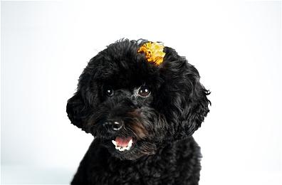 《小缇娜的奇幻之地》中文配音预告 公布预购奖励